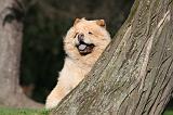 CHOW CHOW 666